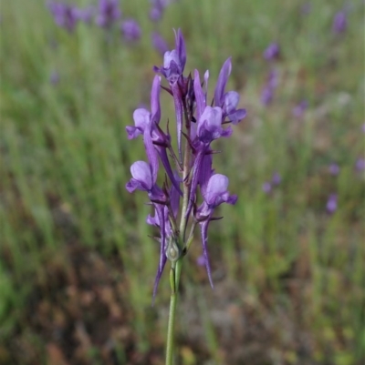 Linaria pelisseriana (Pelisser's Toadflax) at Mount Painter - 14 Oct 2020 by CathB