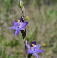 Thelymitra (genus) (sun orchids) at Denman Prospect, ACT - 15 Oct 2020 by AaronClausen