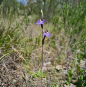 Thelymitra sp. at Denman Prospect, ACT - 15 Oct 2020