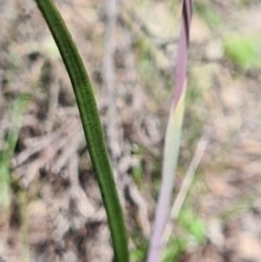 Thelymitra sp. at Denman Prospect, ACT - 15 Oct 2020