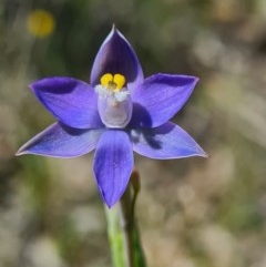 Thelymitra sp. (pauciflora complex) (Sun Orchid) at Denman Prospect, ACT - 15 Oct 2020 by AaronClausen