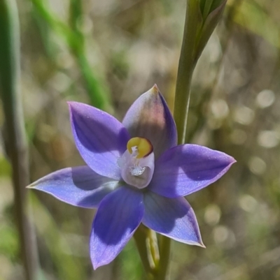 Thelymitra pauciflora (Slender Sun Orchid) at Denman Prospect, ACT - 15 Oct 2020 by AaronClausen