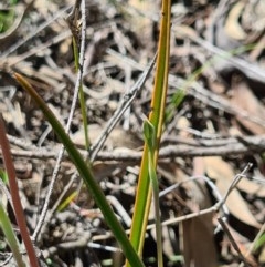 Thelymitra pauciflora at Denman Prospect, ACT - suppressed