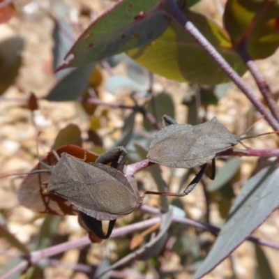 Amorbus sp. (genus) (Eucalyptus Tip bug) at Rugosa - 16 Oct 2020 by SenexRugosus