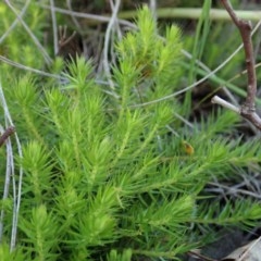 Acrotriche serrulata (Ground-berry) at Cook, ACT - 14 Oct 2020 by CathB