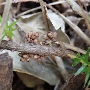 Acrotriche serrulata at Cook, ACT - 14 Oct 2020