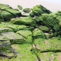Unverified Algae, Cyanobacteria, other bacteria and viruses at Meroo National Park - 16 Oct 2020 by GLemann