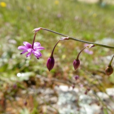 Arthropodium minus (Small Vanilla Lily) at Yass River, NSW - 15 Oct 2020 by SenexRugosus