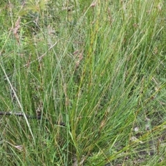 Unidentified Rush, Sedge or Mat Rush at Bawley Point, NSW - 16 Oct 2020 by GLemann