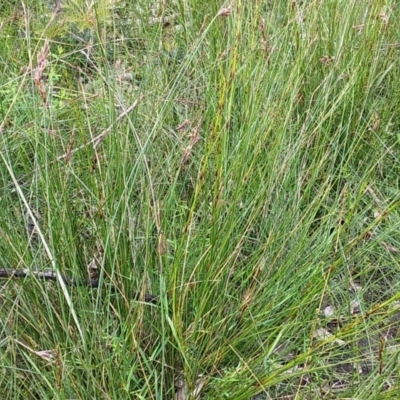 Unidentified Rush, Sedge or Mat Rush at Bawley Point, NSW - 16 Oct 2020 by GLemann
