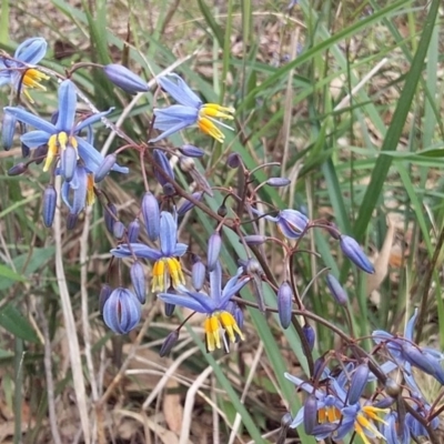 Dianella caerulea (Common Flax Lily) at Bawley Point, NSW - 16 Oct 2020 by GLemann