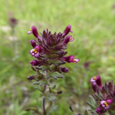 Parentucellia latifolia (Red Bartsia) at Yass River, NSW - 16 Oct 2020 by SenexRugosus