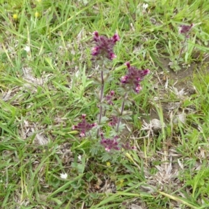 Parentucellia latifolia at Yass River, NSW - 16 Oct 2020