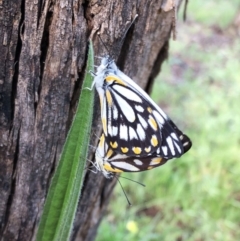 Belenois java (Caper White) at Hughes, ACT - 16 Oct 2020 by ruthkerruish