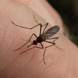 Aedes (Rampamyia) notoscriptus at Kambah, ACT - 16 Oct 2020 01:49 PM