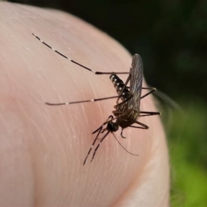 Aedes (Rampamyia) notoscriptus at Kambah, ACT - 16 Oct 2020