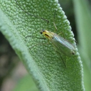 Chironomidae (family) at Kambah, ACT - 16 Oct 2020