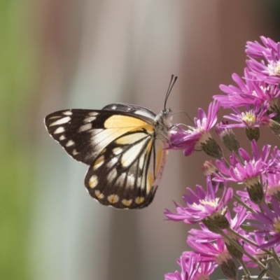 Belenois java (Caper White) at Higgins, ACT - 16 Oct 2020 by AlisonMilton