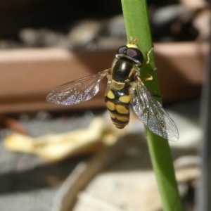 Simosyrphus grandicornis at Kambah, ACT - 16 Oct 2020 10:50 AM