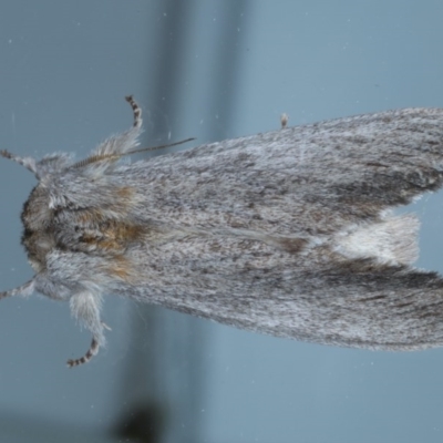 Destolmia lineata (Streaked Notodontid Moth) at Ainslie, ACT - 15 Oct 2020 by jbromilow50