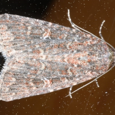 Hypoperigea tonsa (A Noctuid moth (Acronictinae) at Ainslie, ACT - 15 Oct 2020 by jb2602