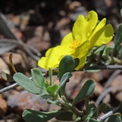 Hibbertia obtusifolia (Grey Guinea-flower) at O'Connor, ACT - 15 Oct 2020 by ConBoekel