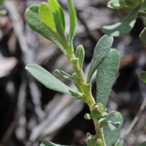 Hibbertia obtusifolia at O'Connor, ACT - 15 Oct 2020 01:42 PM