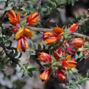 Pultenaea procumbens at O'Connor, ACT - 15 Oct 2020 01:41 PM