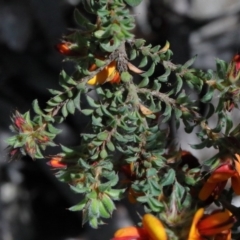 Pultenaea procumbens at O'Connor, ACT - 15 Oct 2020 01:41 PM