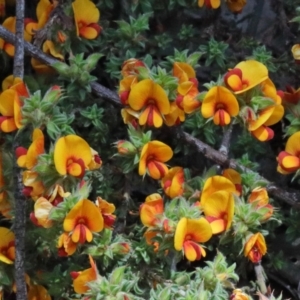 Pultenaea procumbens at O'Connor, ACT - 15 Oct 2020