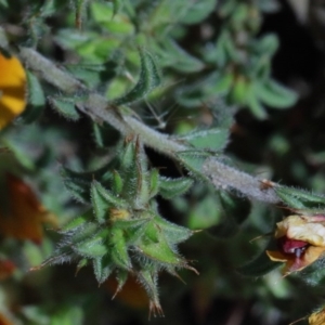 Pultenaea procumbens at O'Connor, ACT - 15 Oct 2020 01:37 PM