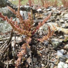 Crassula sieberiana (Austral Stonecrop) at Yass River, NSW - 16 Oct 2020 by SenexRugosus