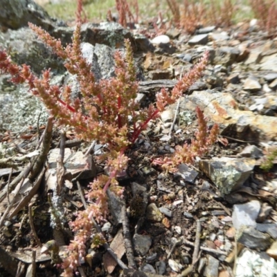 Crassula sieberiana (Austral Stonecrop) at Yass River, NSW - 16 Oct 2020 by SenexRugosus