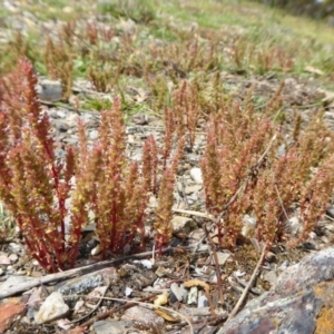 Crassula sieberiana at Yass River, NSW - 16 Oct 2020