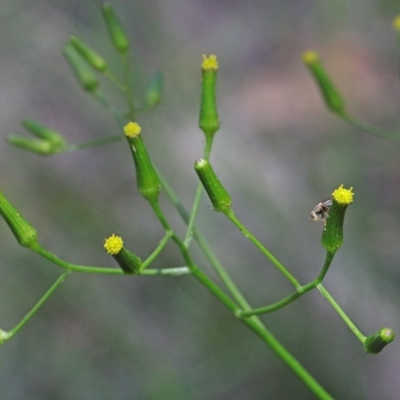 Senecio sp. (A Fireweed) at O'Connor, ACT - 15 Oct 2020 by ConBoekel