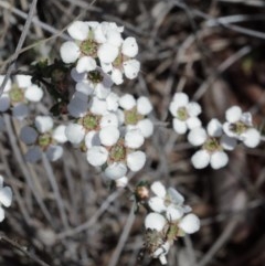 Gaudium multicaule (Teatree) at O'Connor, ACT - 15 Oct 2020 by ConBoekel