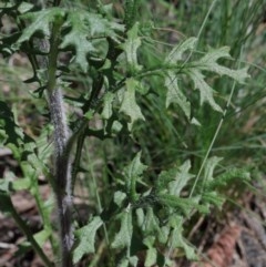 Senecio bathurstianus at O'Connor, ACT - 15 Oct 2020 01:16 PM