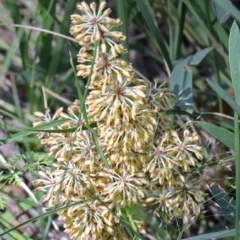 Lomandra multiflora (Many-flowered Matrush) at O'Connor, ACT - 15 Oct 2020 by ConBoekel