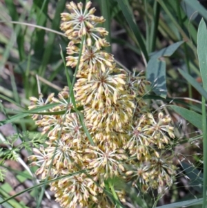 Lomandra multiflora at O'Connor, ACT - 15 Oct 2020 01:12 PM