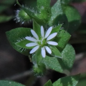 Cerastium vulgare at O'Connor, ACT - 15 Oct 2020 01:17 PM