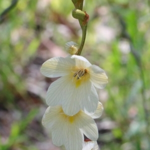 Tritonia gladiolaris at O'Connor, ACT - 15 Oct 2020