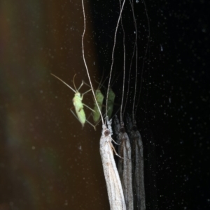 Leptoceridae sp. (family) at Ainslie, ACT - 15 Oct 2020