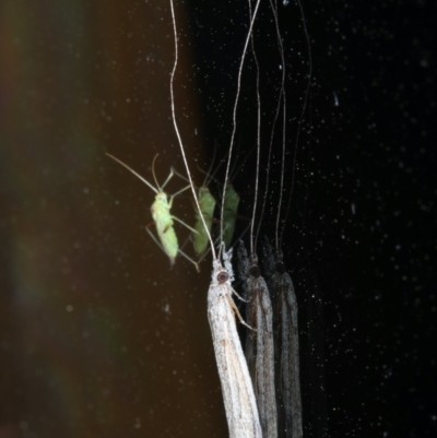 Leptoceridae sp. (family) (Long-horned caddisfly) at Ainslie, ACT - 15 Oct 2020 by jb2602