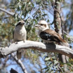 Dacelo novaeguineae (Laughing Kookaburra) at Bruce, ACT - 14 Oct 2020 by Alison Milton