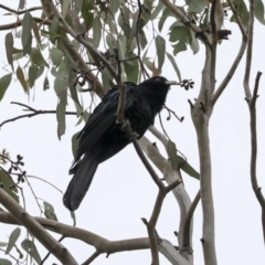 Eudynamys orientalis (Pacific Koel) at Higgins, ACT - 13 Oct 2020 by Alison Milton