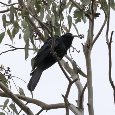 Eudynamys orientalis (Pacific Koel) at Higgins, ACT - 14 Oct 2020 by AlisonMilton