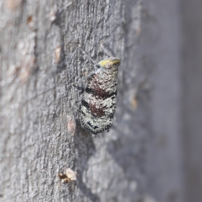 Platybrachys decemmacula (Green-faced gum hopper) at Bruce, ACT - 14 Oct 2020 by Alison Milton