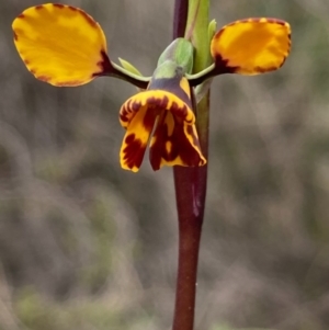 Diuris semilunulata at Burra, NSW - 15 Oct 2020