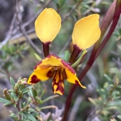 Diuris semilunulata at Burra, NSW - 15 Oct 2020