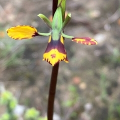 Diuris semilunulata at Burra, NSW - 15 Oct 2020